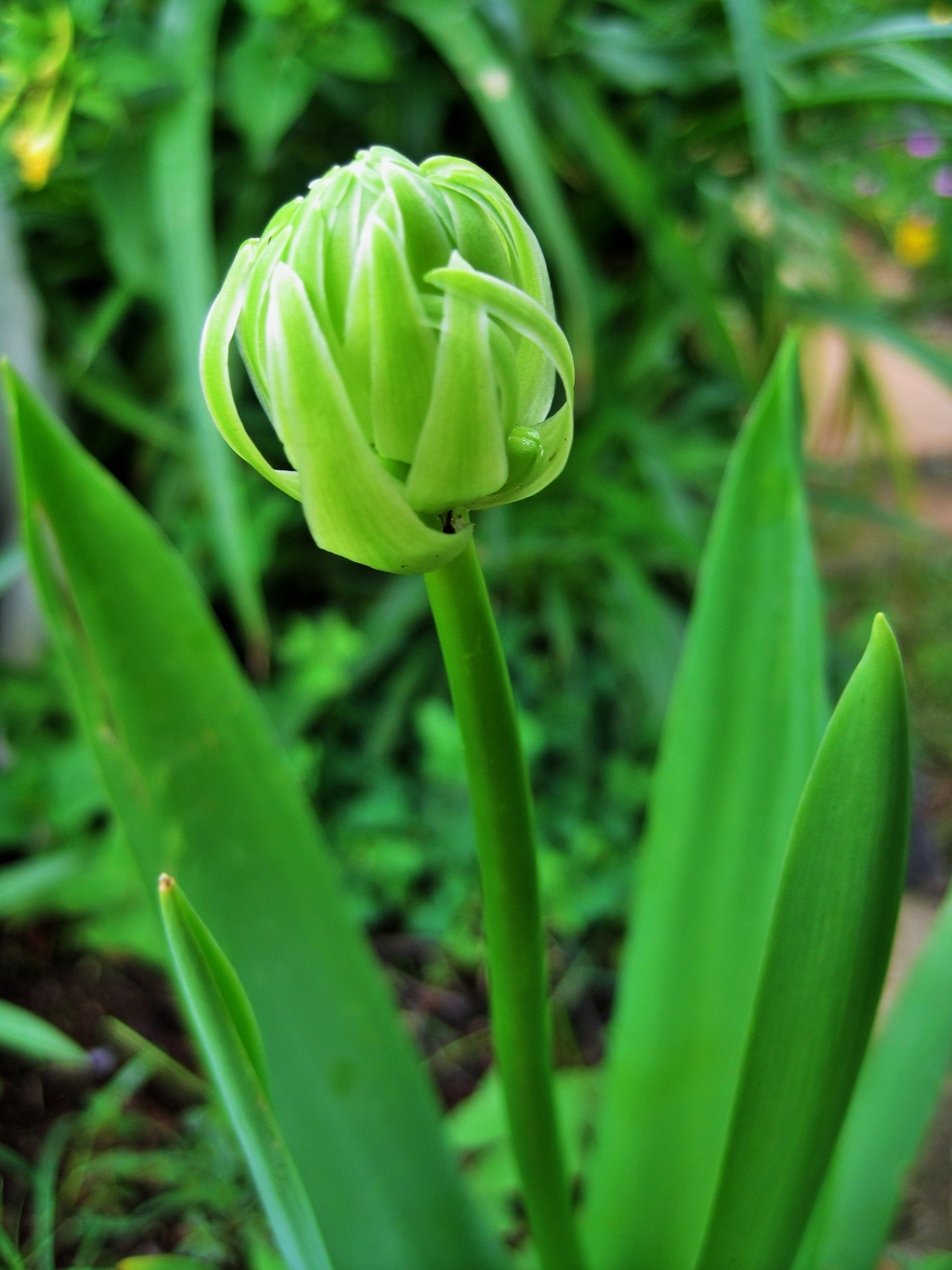 Ornithogalum About To Blossom
