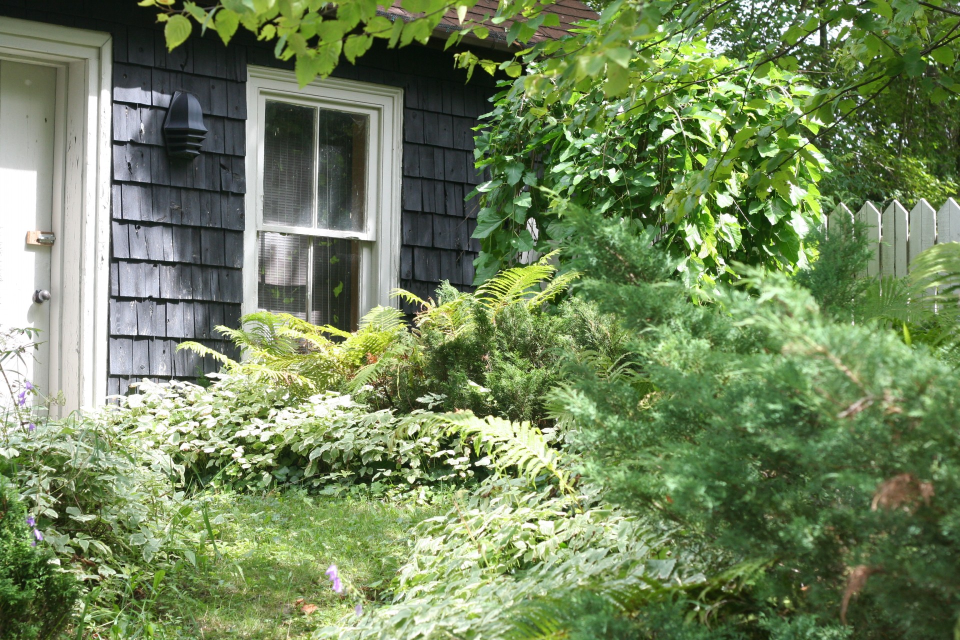 Overgrown Cottage
