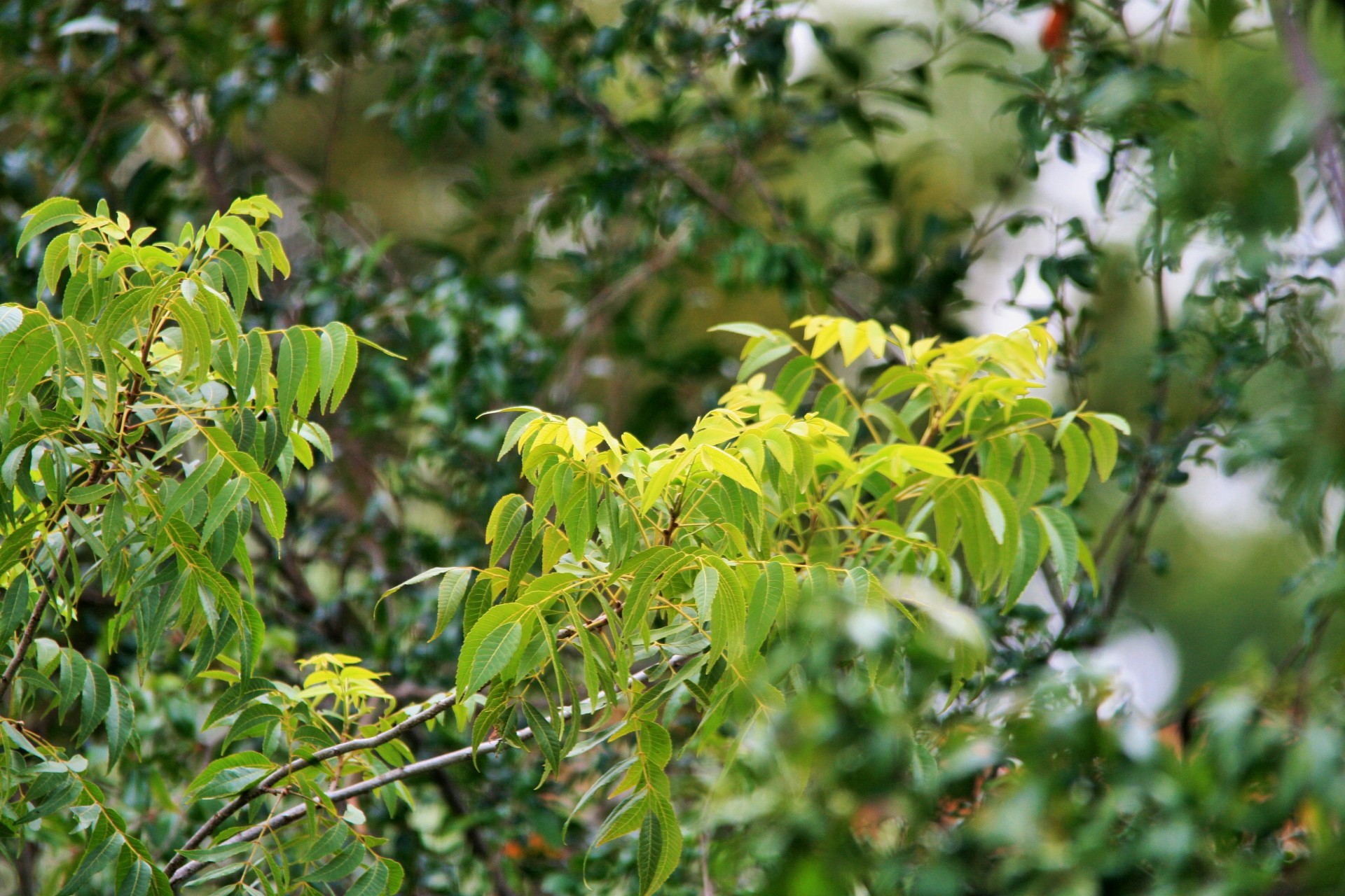 Pecan Nut Tree Leaf Clump