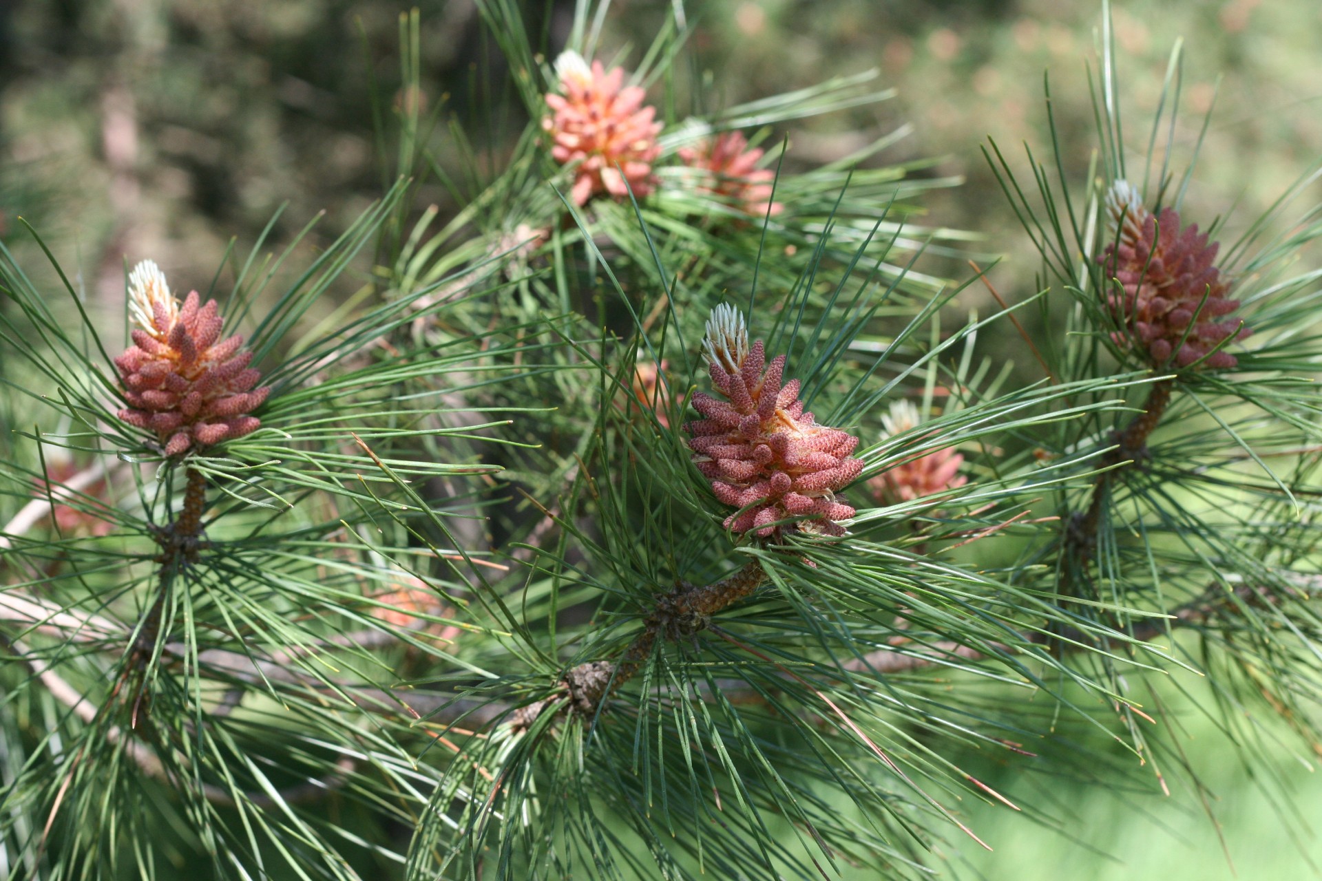 Pine Bud Closeup
