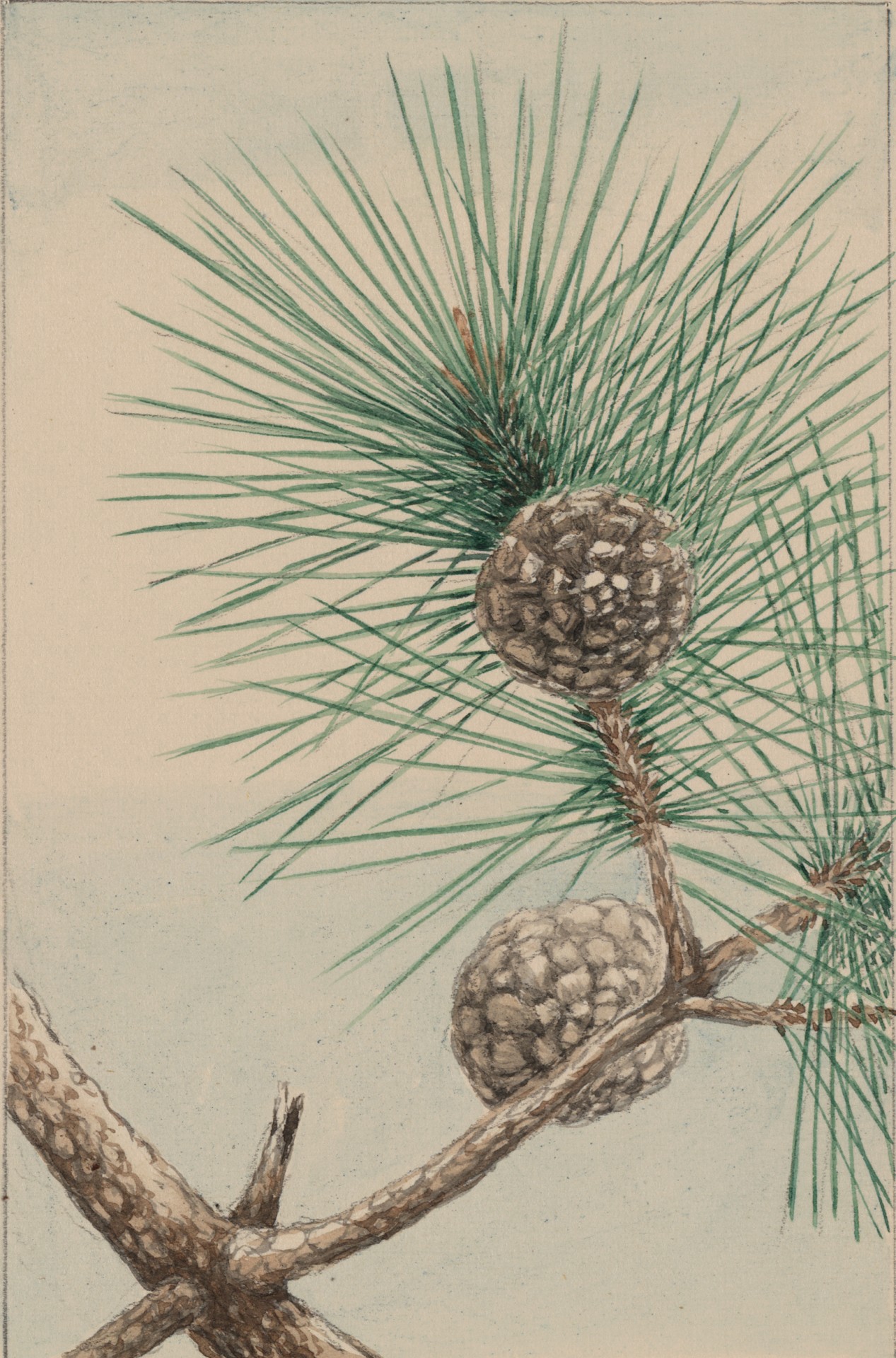 Pine Tree Cone & Needles