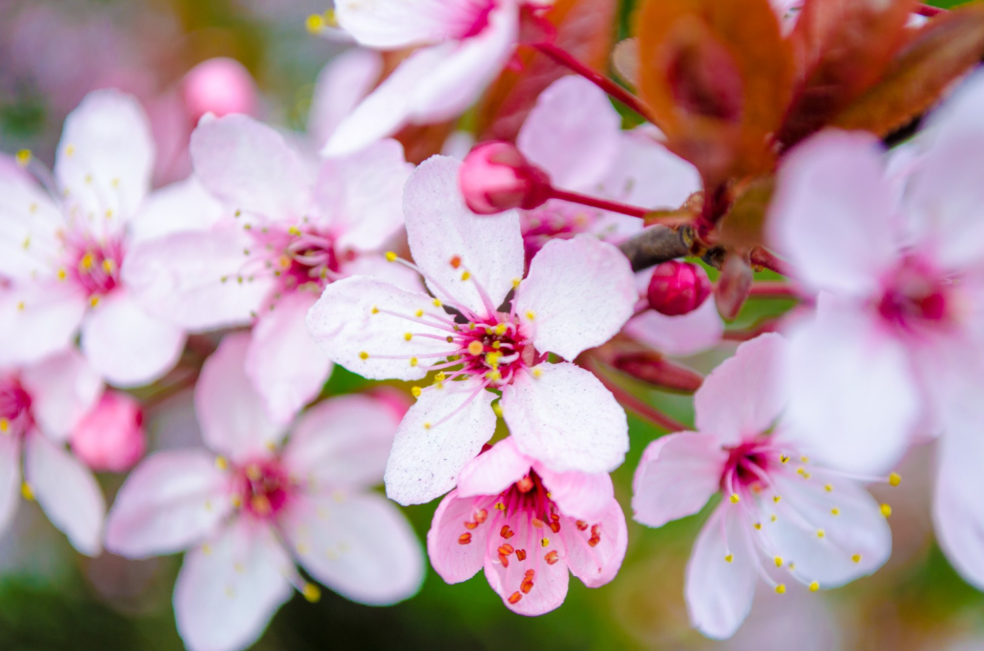 Pink Blossom Flowers On A Branch