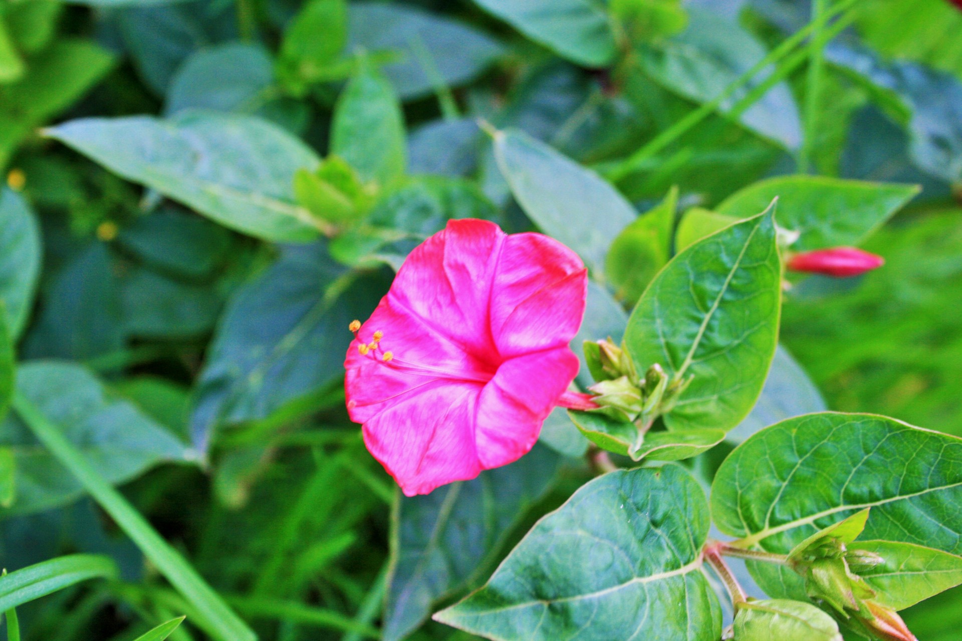 Pink Morning Glory Flower