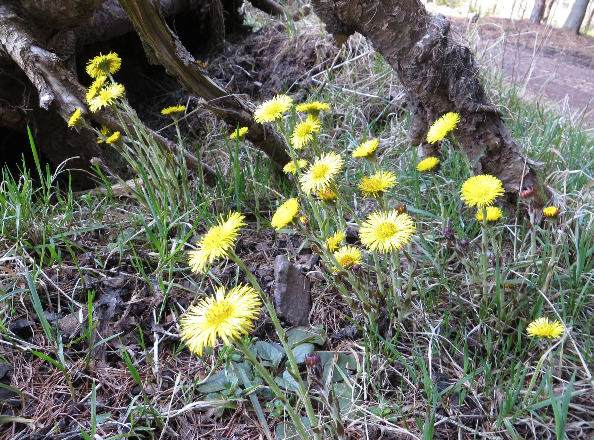 Coltsfoot Flowers