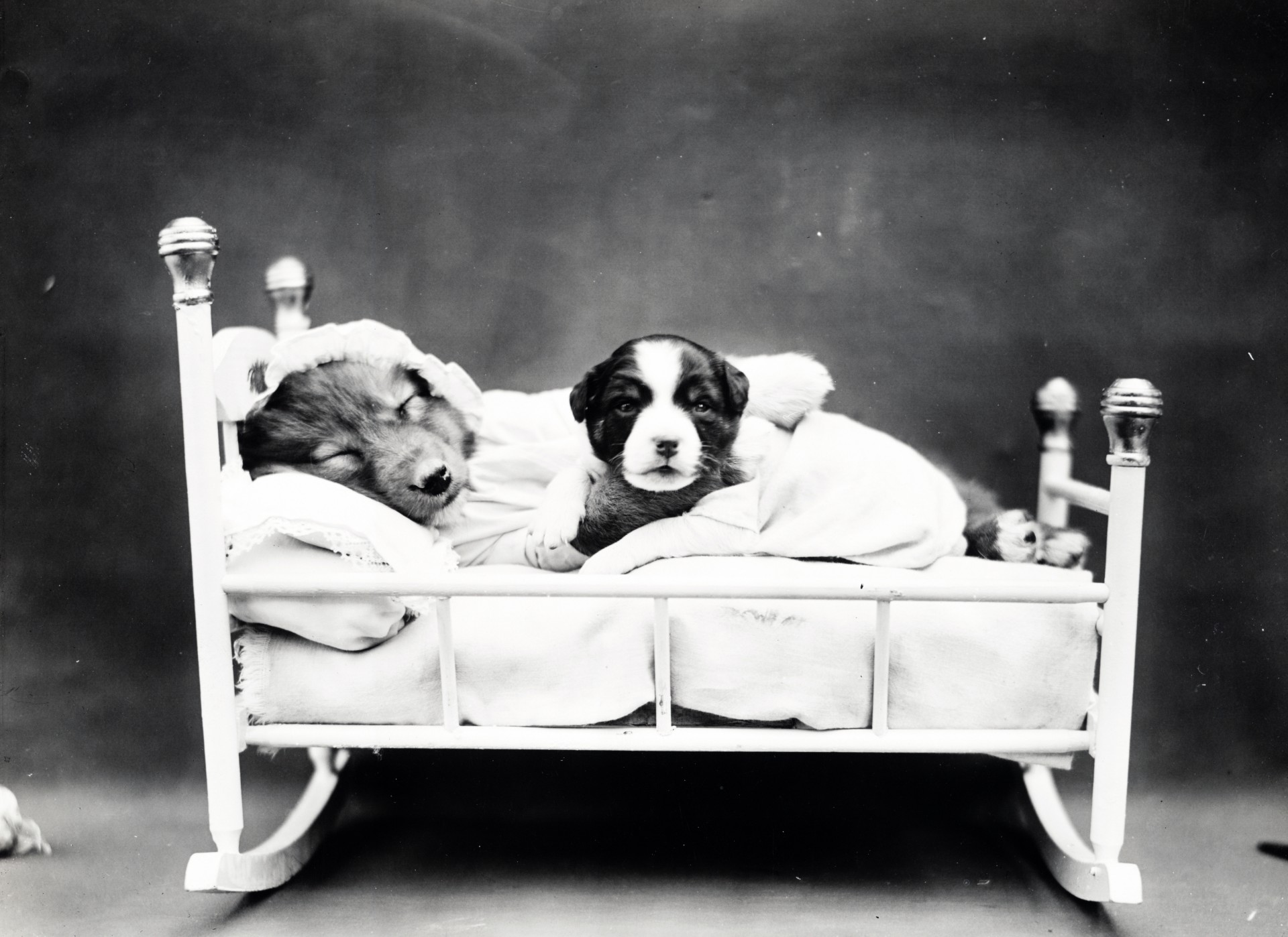 Public domain 1900s vintage photo of two puppy dogs in miniature human bed