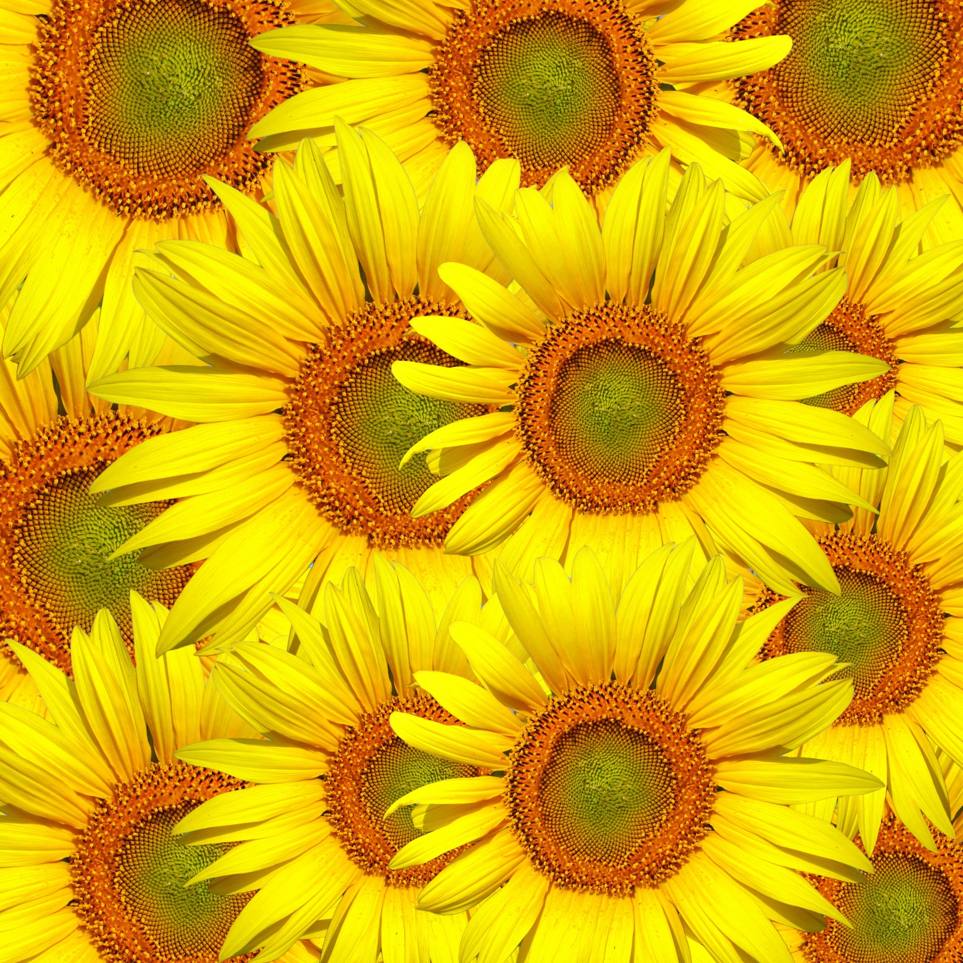 Sunflowers Background Wallpaper
