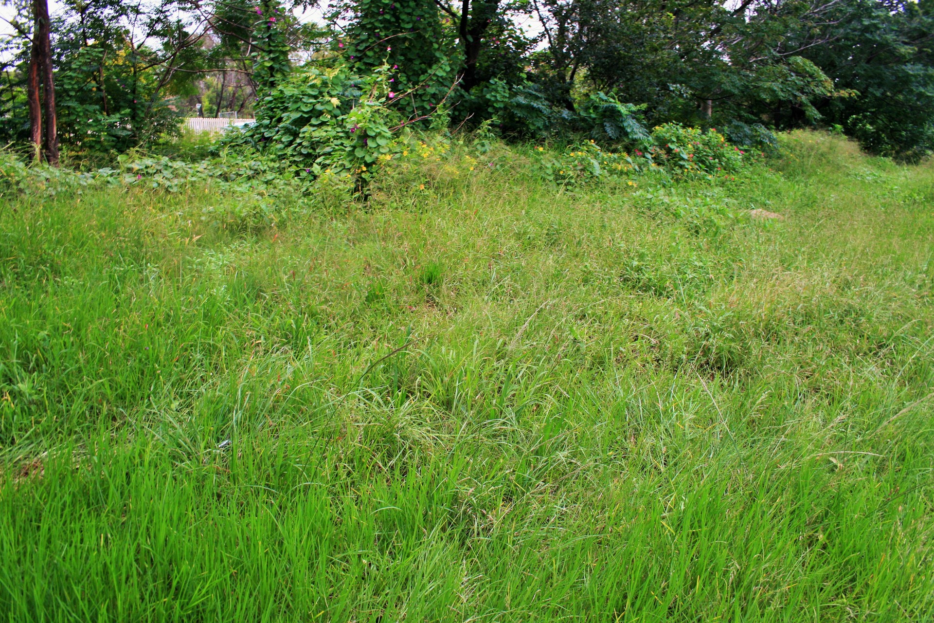 thriving grass and weeds