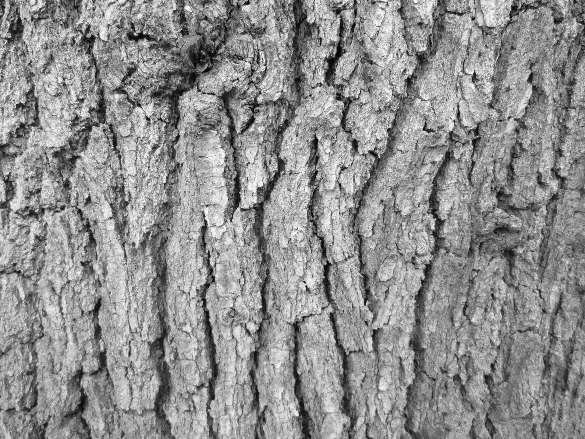 Tree Bark Texture 14