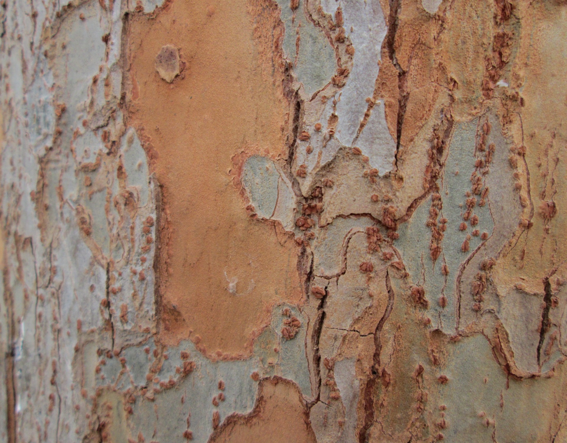 Tree Bark Texture 7