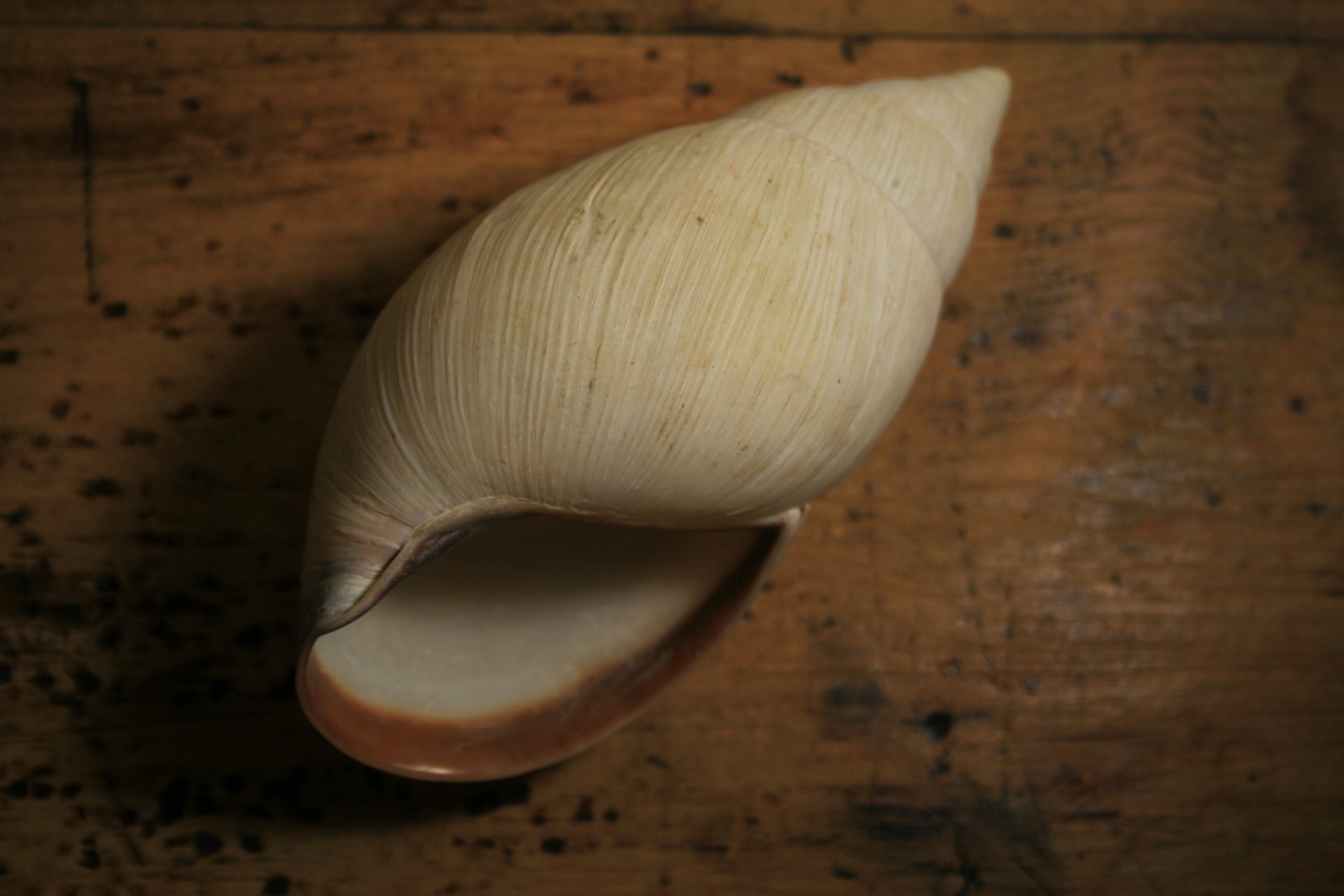 white-conch-shell-free-stock-photo-public-domain-pictures