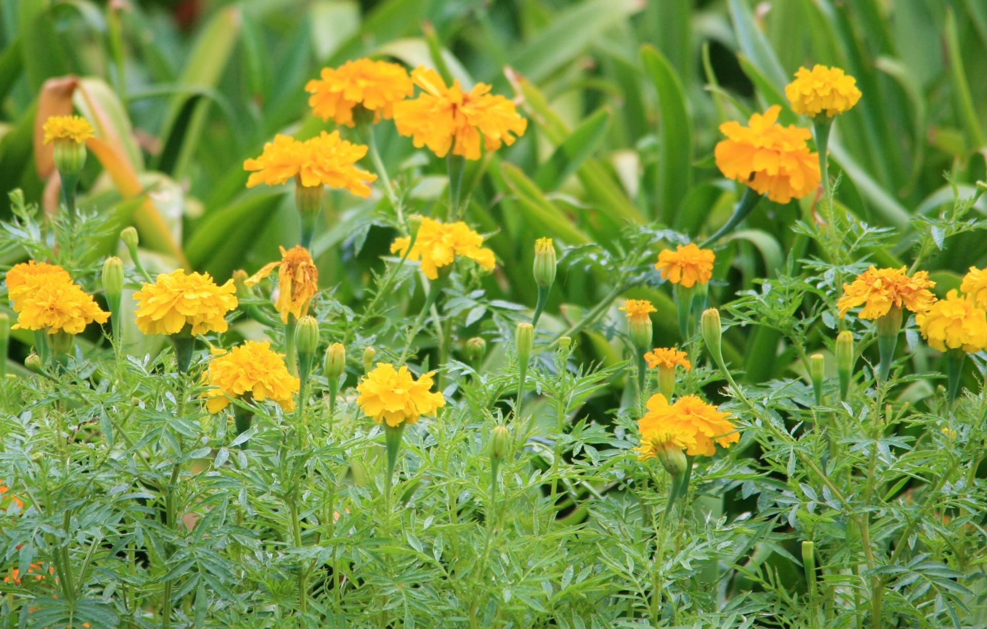 Yellow Flowers, Marigolds