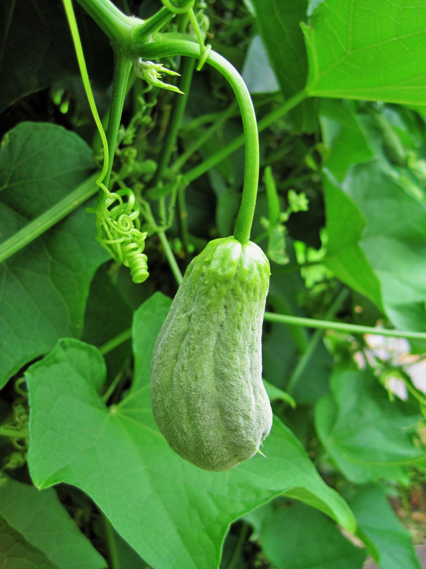 Young Squash On The Vine