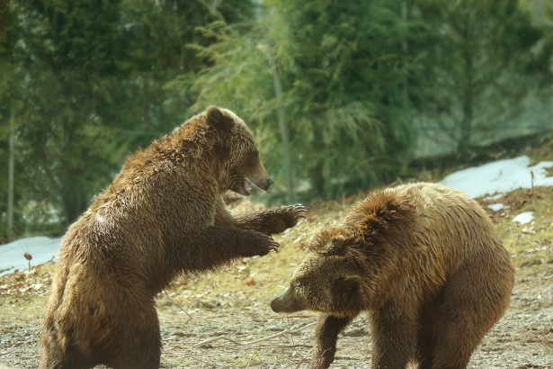 Grizzlybjörnar spelar 4 Gratis Stock Bild - Public Domain Pictures