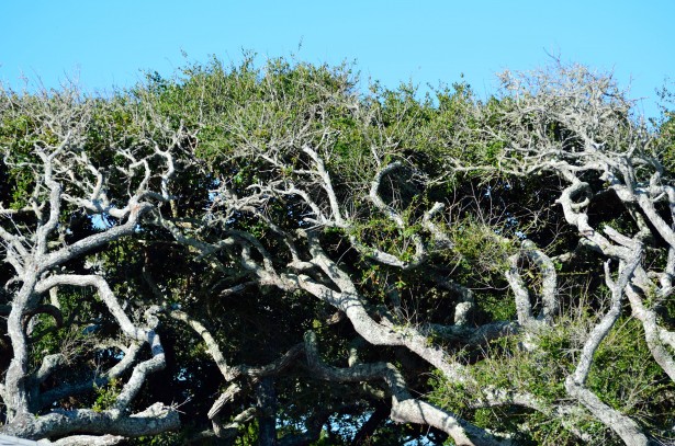 Los árboles de la hamaca Stock de Foto gratis - Public Domain Pictures