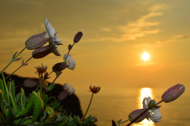 Tramonto e fiori sulla costa Immagine gratis - Public Domain Pictures