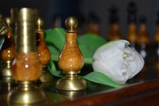 Chess And Tulip
