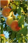 Branch Of Ripe Peaches
