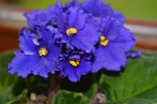 Violets (Saintpaulia)