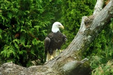 American Bald Eagle Posing