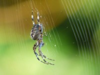 Spider On Its Web