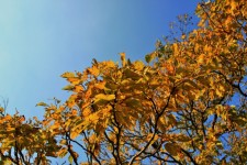 Autumn Leaves Of Japanese Raisin
