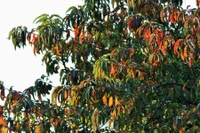 Autumn Peach Tree