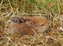 Baby Bunny Rabbit