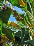 Banana Tree With Green & Brown Leaf