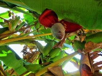 Bananas And Flower On Tree