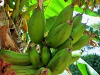 Bananas On Banana Tree
