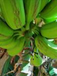 Bananas On Tree