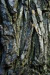 Bark With Grooves And Furrows