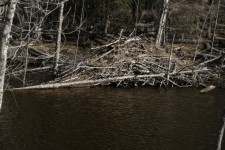 Beaver Dam Lodge Pond