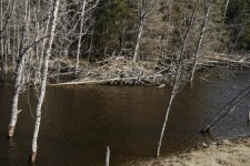 Beaver Lodge Pond