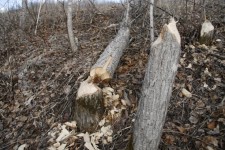 Beaver Tree Cut Down