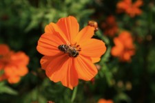 Bee On Cosmos Flower