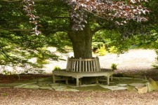 Bench Around Tree