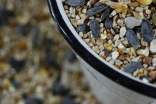 Bird Seed Pan Ladle