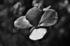 Black And White Succulent Leaf