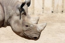 Black Rhino Profile