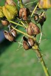 Black Seeds In Seed Pods
