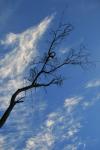 Blue Sky And Twirly Twigs