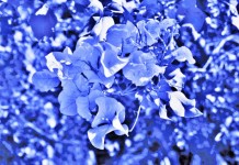 Blue Tinted Flowers