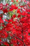 Bright Red Maple Leaves