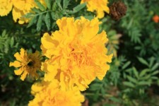 Bright Yellow Marigolds