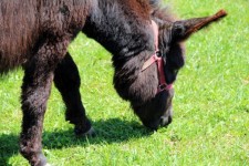 Brown Donkey Closeup