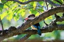 Brown Hooded King Fisher (1)