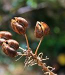 Brown Seed Pods
