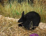 Bunny Rabbit In Straw