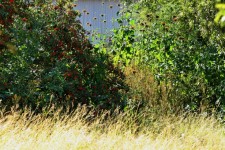 Bushes And Veld